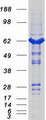 CASQ1 / Calsequestrin 1 Protein - Purified recombinant protein CASQ1 was analyzed by SDS-PAGE gel and Coomassie Blue Staining