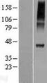 CATSPER4 Protein - Western validation with an anti-DDK antibody * L: Control HEK293 lysate R: Over-expression lysate