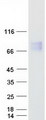 CBFA2T2 / MTGR1 Protein - Purified recombinant protein CBFA2T2 was analyzed by SDS-PAGE gel and Coomassie Blue Staining