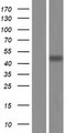 CBWD2 Protein - Western validation with an anti-DDK antibody * L: Control HEK293 lysate R: Over-expression lysate