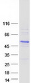 CBWD6 Protein - Purified recombinant protein CBWD6 was analyzed by SDS-PAGE gel and Coomassie Blue Staining