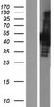 CBX6 Protein - Western validation with an anti-DDK antibody * L: Control HEK293 lysate R: Over-expression lysate