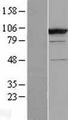 CC2D1B Protein - Western validation with an anti-DDK antibody * L: Control HEK293 lysate R: Over-expression lysate