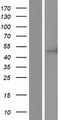 CC2D2B Protein - Western validation with an anti-DDK antibody * L: Control HEK293 lysate R: Over-expression lysate