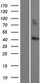 CCBE1 Protein - Western validation with an anti-DDK antibody * L: Control HEK293 lysate R: Over-expression lysate