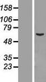 CCDC112 / MBC1 Protein - Western validation with an anti-DDK antibody * L: Control HEK293 lysate R: Over-expression lysate