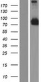 CCDC114 Protein - Western validation with an anti-DDK antibody * L: Control HEK293 lysate R: Over-expression lysate