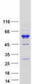 CCDC114 Protein - Purified recombinant protein CCDC114 was analyzed by SDS-PAGE gel and Coomassie Blue Staining