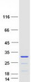CCDC140 Protein - Purified recombinant protein CCDC140 was analyzed by SDS-PAGE gel and Coomassie Blue Staining