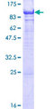 CCDC155 Protein - 12.5% SDS-PAGE of human FLJ32658 stained with Coomassie Blue
