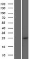 CCDC169 Protein - Western validation with an anti-DDK antibody * L: Control HEK293 lysate R: Over-expression lysate