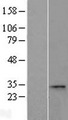 CCDC28A Protein - Western validation with an anti-DDK antibody * L: Control HEK293 lysate R: Over-expression lysate