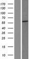 CCDC50 Protein - Western validation with an anti-DDK antibody * L: Control HEK293 lysate R: Over-expression lysate