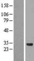 CCDC53 Protein - Western validation with an anti-DDK antibody * L: Control HEK293 lysate R: Over-expression lysate