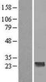 CCDC70 Protein - Western validation with an anti-DDK antibody * L: Control HEK293 lysate R: Over-expression lysate