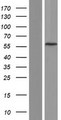 CCDC83 Protein - Western validation with an anti-DDK antibody * L: Control HEK293 lysate R: Over-expression lysate
