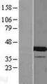 CCDC84 Protein - Western validation with an anti-DDK antibody * L: Control HEK293 lysate R: Over-expression lysate