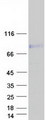 CCDC85A Protein - Purified recombinant protein CCDC85A was analyzed by SDS-PAGE gel and Coomassie Blue Staining
