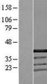 CCDC94 Protein - Western validation with an anti-DDK antibody * L: Control HEK293 lysate R: Over-expression lysate