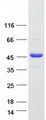 CCDC94 Protein - Purified recombinant protein CCDC94 was analyzed by SDS-PAGE gel and Coomassie Blue Staining