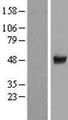 CCDC97 Protein - Western validation with an anti-DDK antibody * L: Control HEK293 lysate R: Over-expression lysate