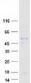 CCL18 / PARC Protein - Purified recombinant protein CCL18 was analyzed by SDS-PAGE gel and Coomassie Blue Staining