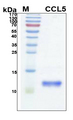 CCL5 / RANTES Protein - SDS-PAGE under reducing conditions and visualized by Coomassie blue staining