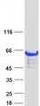 CCM2 / Malcavernin Protein - Purified recombinant protein CCM2 was analyzed by SDS-PAGE gel and Coomassie Blue Staining