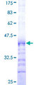 CCNB1IP1 Protein - 12.5% SDS-PAGE Stained with Coomassie Blue.