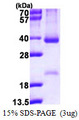 CCND2 / Cyclin D2 Protein