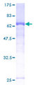 CCNI / Cyclin I Protein - 12.5% SDS-PAGE of human CCNI stained with Coomassie Blue