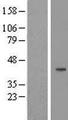 CCNJ Protein - Western validation with an anti-DDK antibody * L: Control HEK293 lysate R: Over-expression lysate
