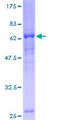 CCNJ Protein - 12.5% SDS-PAGE of human CCNJ stained with Coomassie Blue