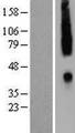 CCR2 Protein - Western validation with an anti-DDK antibody * L: Control HEK293 lysate R: Over-expression lysate
