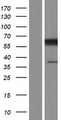 CCT3 Protein - Western validation with an anti-DDK antibody * L: Control HEK293 lysate R: Over-expression lysate