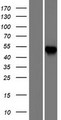 CCT6A Protein - Western validation with an anti-DDK antibody * L: Control HEK293 lysate R: Over-expression lysate