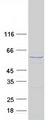 CCT8L2 Protein - Purified recombinant protein CCT8L2 was analyzed by SDS-PAGE gel and Coomassie Blue Staining