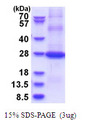 CD200 Protein