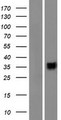 CD200R1L Protein - Western validation with an anti-DDK antibody * L: Control HEK293 lysate R: Over-expression lysate