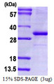 CD274 / B7-H1 / PD-L1 Protein