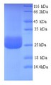 CD300LF / CD300f Protein