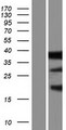 CD300LG Protein - Western validation with an anti-DDK antibody * L: Control HEK293 lysate R: Over-expression lysate