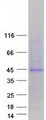 CD300LG Protein - Purified recombinant protein CD300LG was analyzed by SDS-PAGE gel and Coomassie Blue Staining