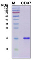 CD37 Protein - SDS-PAGE under reducing conditions and visualized by Coomassie blue staining