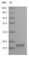 CD3E Protein - (Tris-Glycine gel) Discontinuous SDS-PAGE (reduced) with 5% enrichment gel and 15% separation gel.