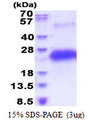 CD40 Protein