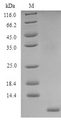 CD52 Protein - (Tris-Glycine gel) Discontinuous SDS-PAGE (reduced) with 5% enrichment gel and 15% separation gel.