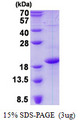 CD83 Protein