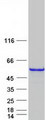 CDC123 Protein - Purified recombinant protein CDC123 was analyzed by SDS-PAGE gel and Coomassie Blue Staining