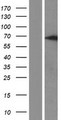 Cdc14 / CDC14A Protein - Western validation with an anti-DDK antibody * L: Control HEK293 lysate R: Over-expression lysate